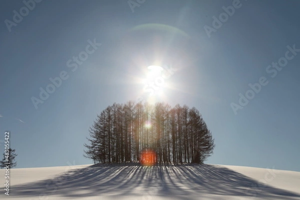 Fototapeta 北海道美瑛のマイルドセブンの丘