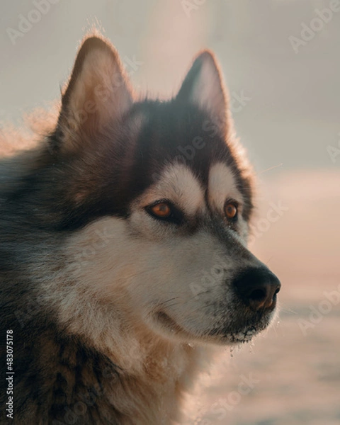 Fototapeta Portrait of a Siberian Husky on the background of winter