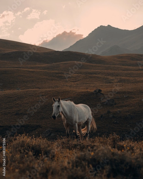 Fototapeta beautiful white horse grazes against the backdrop of high mountains