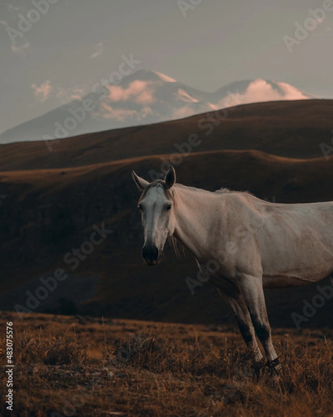Fototapeta beautiful white horse grazes against the backdrop of high mountains