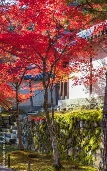 Fototapeta 二尊院の紅葉