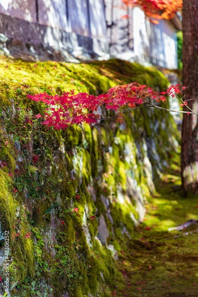 Fototapeta 二尊院の紅葉