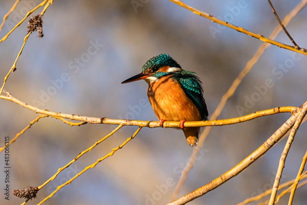 Obraz Common Kingfisher perched on a tree branch