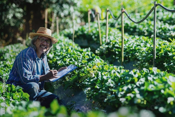 Fototapeta Asian farmer holding a clipboard checking the quality of the strawberry, Agriculture concept
