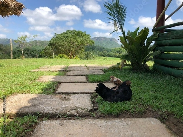 Obraz Animals Cuba Kuba