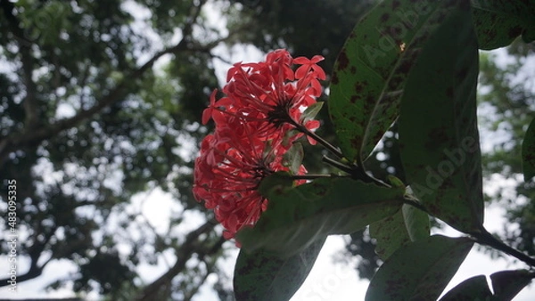 Fototapeta The red Hawaiian Soka flower in the shape of a semicircle is planted as a decoration in the home garden. it's good for interior and exterior. Bunga Soka Hawai