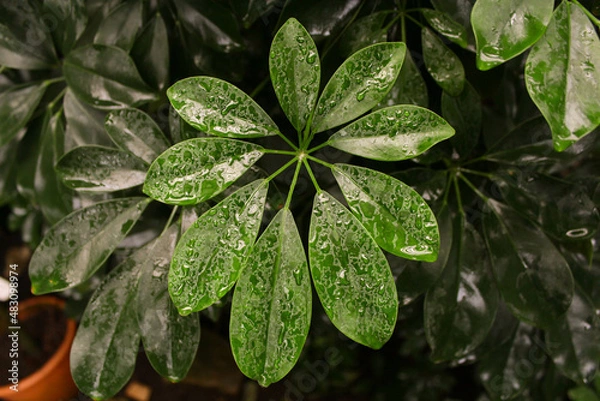 Fototapeta dew on a leaf