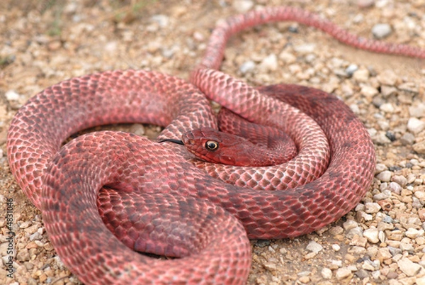 Fototapeta Red Coachwhip Snake