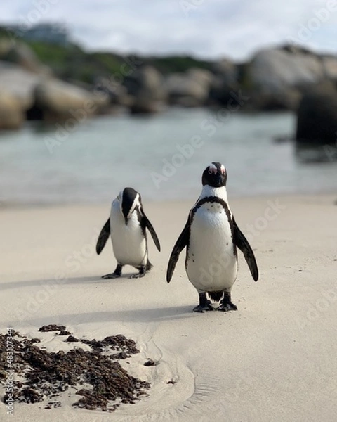 Obraz penguin on the beach