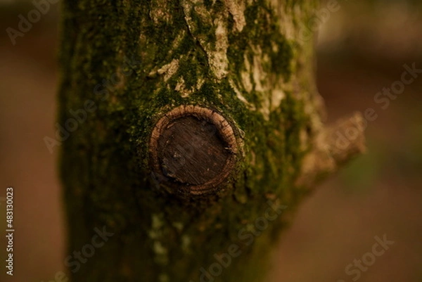 Obraz 나무 표면 Tree Surface