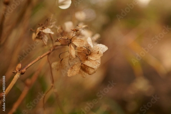 Obraz 지는 꽃 White Flower Fall