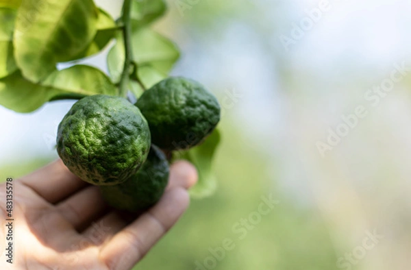 Fototapeta A man's hand is touching a bergamot  with soft focus background and copy space.