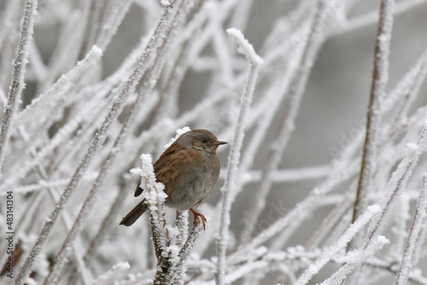 Obraz Accenteur mouchet, Prunella modularis, Dunnock - 2022 01 27 1131 - Yonne 0081