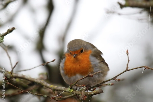 Obraz Rougegorge familier, Erithacus rubecula, European Robin - 2022 01 27 0944 - Yonne 0047