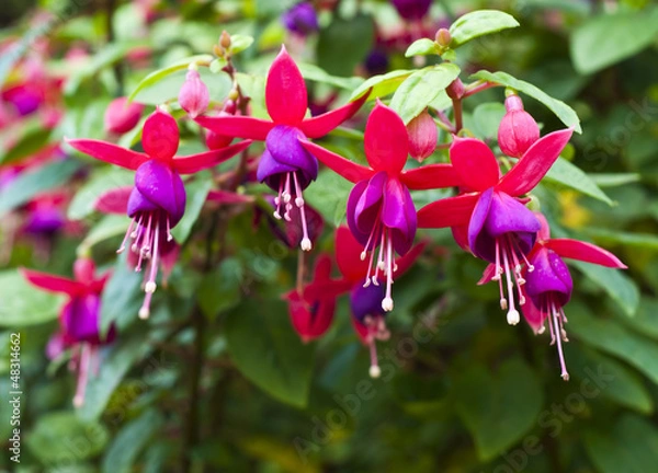 Obraz Fuchsia.