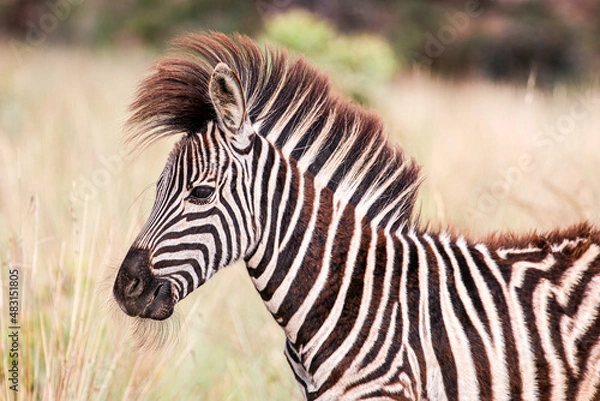 Obraz A Burchell's Zebra calf