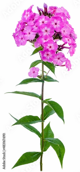 Obraz phlox erect pink insulated