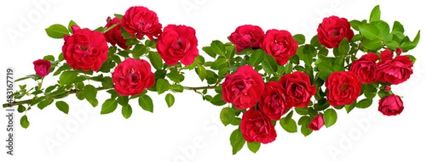 Obraz rosehip is a long branch of flowers