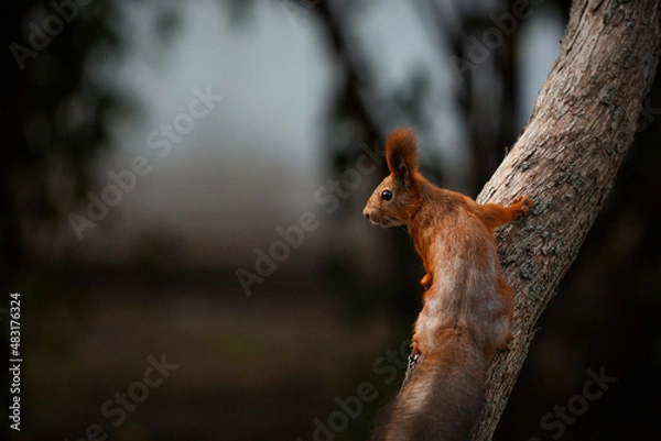 Fototapeta squirrel on a tree