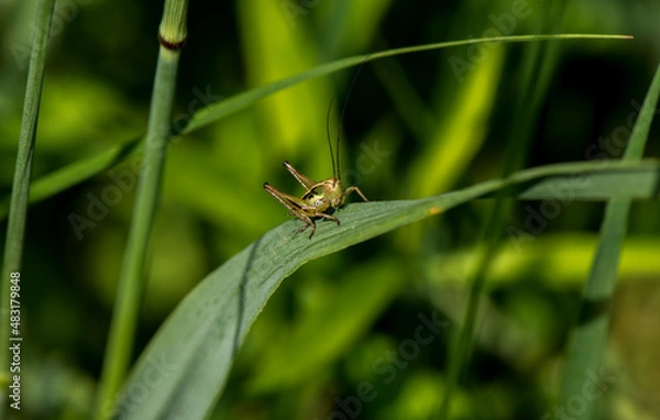 Obraz Grasshopper on a grass leaf