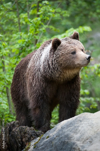 Obraz brown bear (lat. ursus arctos)