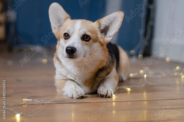 Fototapeta Cute dog breed welsh corgi pembroke in studio in garland on light and bokeh background