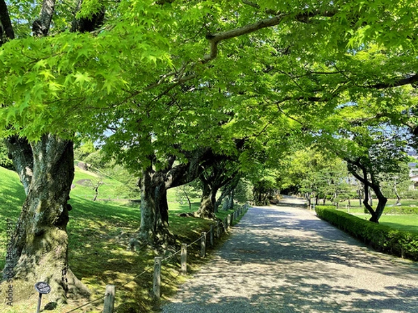Obraz trees in the park