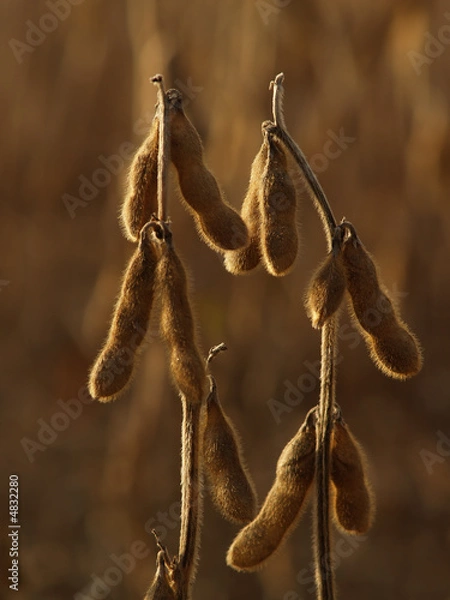 Obraz Dried Soybeans Backlit in Autumn Field, Pennsylvania, USA