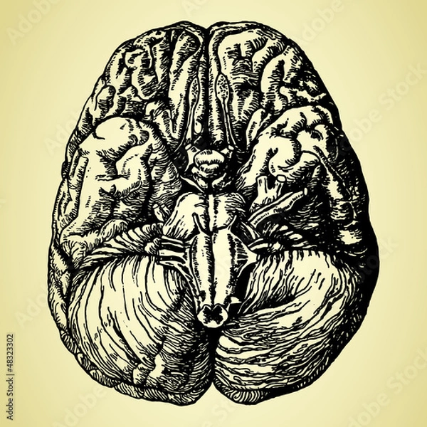 Obraz old time hand-drawn brain