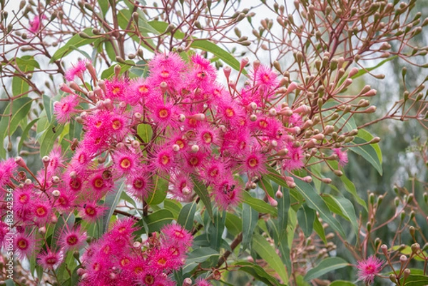 Obraz Gum Tree Flowers