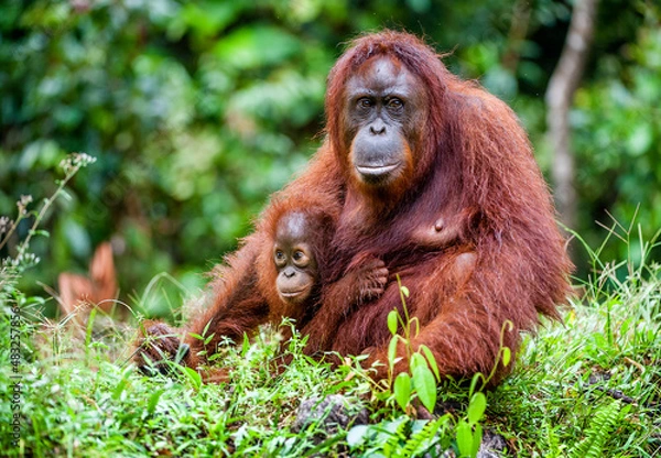 Obraz A female of the orangutan with a cub in a native habitat. Bornean orangutan (Pongo pygmaeus)