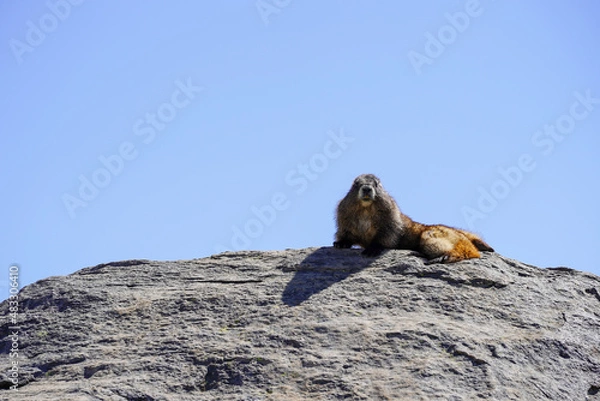 Obraz Une marmotte sur un rocher avec un ciel bleu