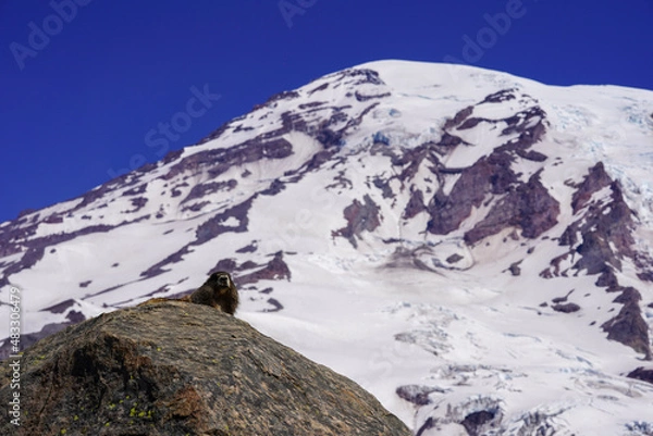Obraz Un marmotte sur une montagne