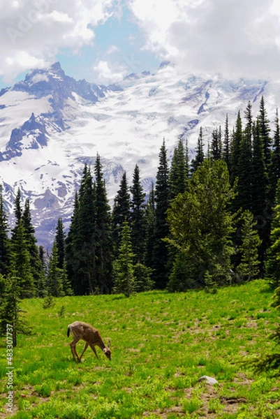 Obraz Une biche en montagne