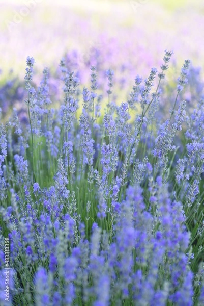 Obraz Hypercum flower isolated on white 