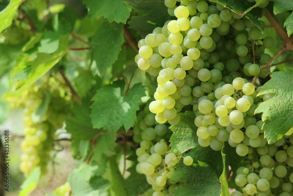 Fototapeta Close up of typical fresh French ripe grape white wine fruit called "Jacquère" on its branches with its leaves in a vineyard with blurry green background during summer 