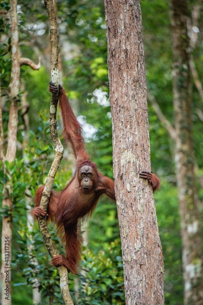 Obraz Young male of Bornean Orangutan on the tree in a natural habitat. Bornean orangutan (Pongo pygmaeus wurmbii) in the wild nature. Rainforest of Island Borneo. Indonesia.