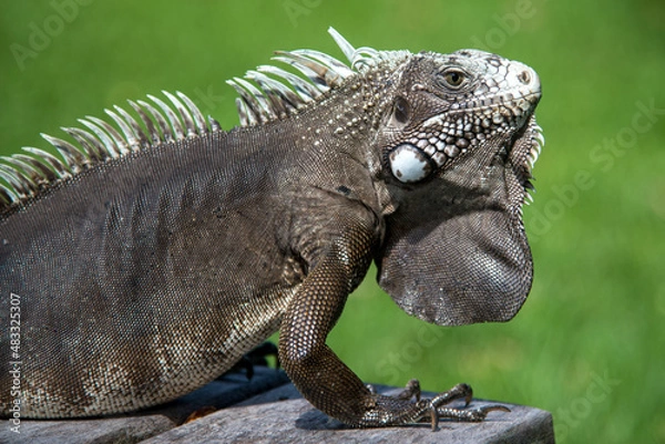 Fototapeta Iguana