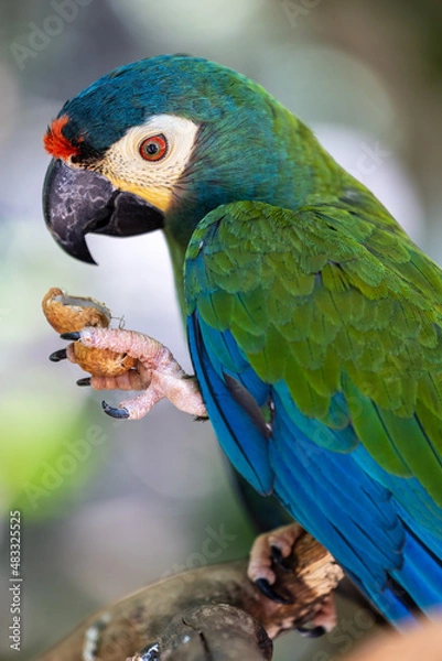 Fototapeta Parrot