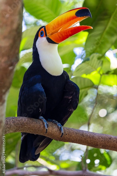 Fototapeta Toucan