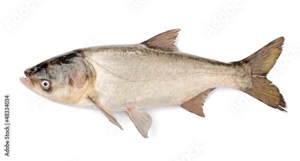 Fototapeta Fish Silver Carp, Hypophthalmichthys Molitrix