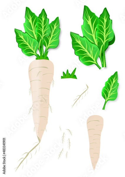 Obraz beets, carrots