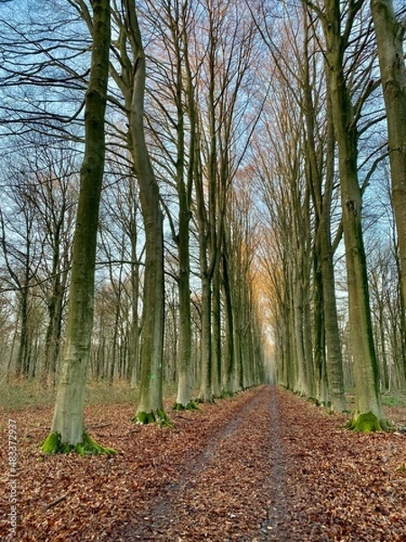 Obraz path in the woods