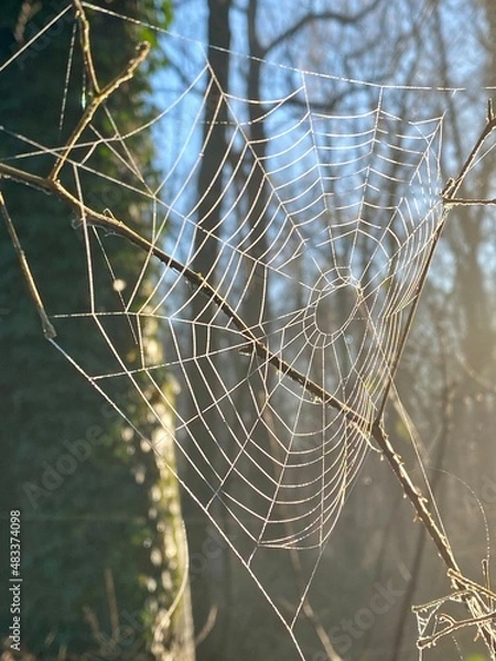 Fototapeta spider web with dew drops