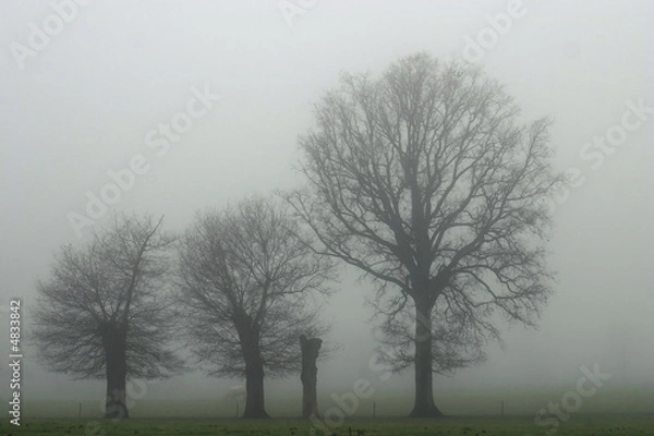 Obraz Arbres dans le brouillard