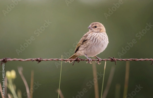 Fototapeta Hermoso jilguero dorado hembra en el campo, posada sobre un alambrado y mirando hacia su izquierda. Detrás un fondo desenfocado de tonos verdes y vegetación por debajo.