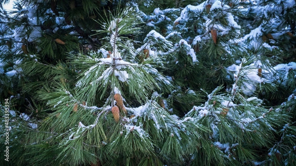 Fototapeta snow covered pine tree, close up