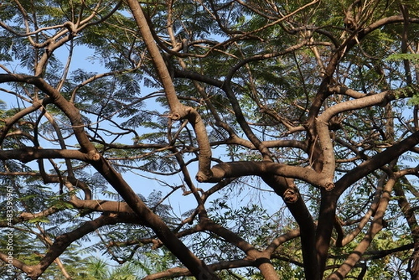 Fototapeta tree in spring