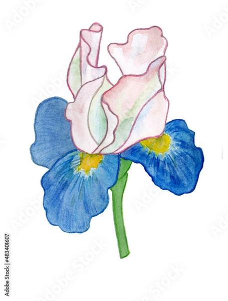 Fototapeta Hand drawn iris flower