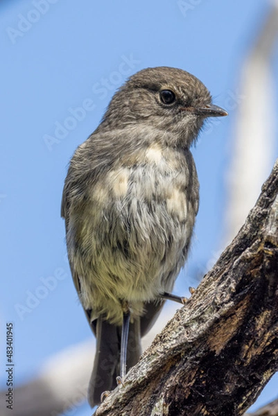 Fototapeta South Island Robin Endemic to New Zealand